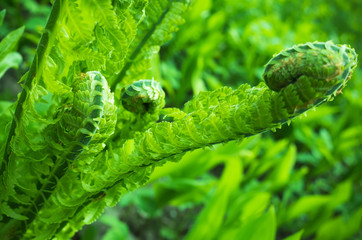 Fresh twisted fern sprout, macro photo