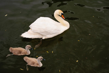 White swan with two chicks.