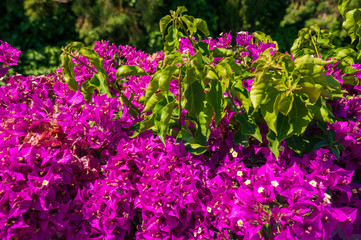 Purple flowers kak background, backdrop or wallpaper.