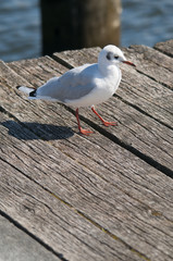 sea-gull on wooden bollard