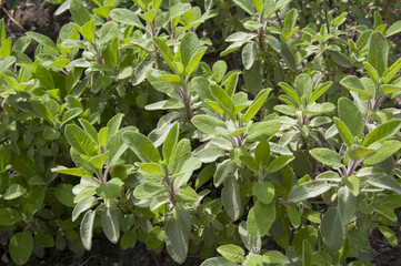 Sage Salvia
