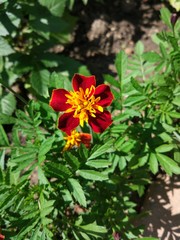 Spring Flowers in Moscow, year 2017