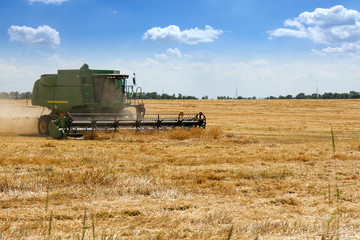 Fototapeta premium Harvester removes wheat