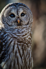 Barred Owl