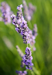 Obraz premium lavandes en Provence