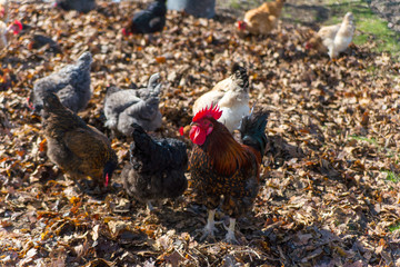Rooster on traditional free range poultry farm