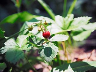 Bush of wild strawberries in the forest