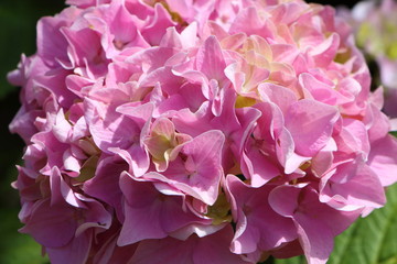 Fleurs d'hortensia roses