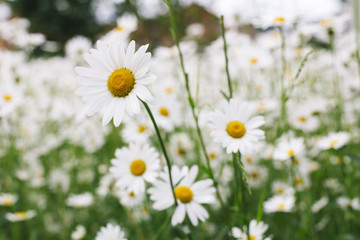 Obraz na płótnie Canvas Field of daisy flowers