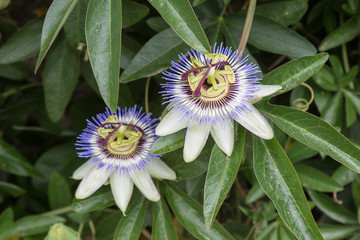 Passion Flowers
