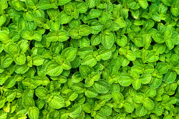 Obraz premium Mint leaves