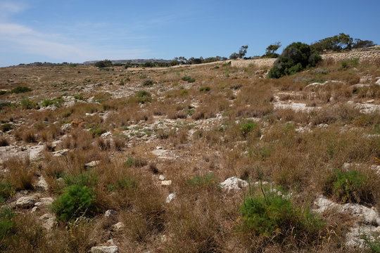 Maccia auf der Insel Malta