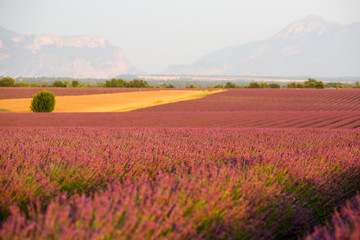 Fototapeta na wymiar lavandes en Provence