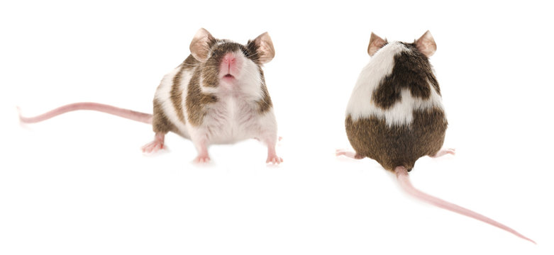 Ratten von vorn und hinten