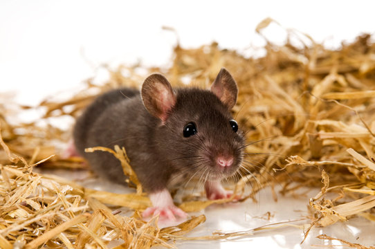 Junge Ratte im Stroh