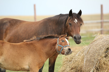 Nice mare with its foal