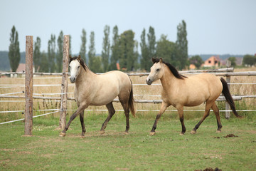 Obraz premium Two horses together on pasturage