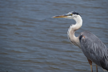 Great Blue Heron Closeup