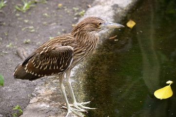Yellow-crowned Night Heron Juvenile