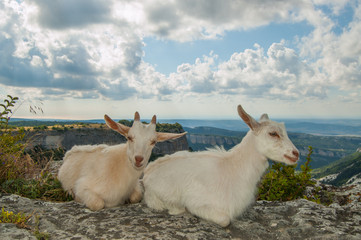 Two goats on the top of the mountain