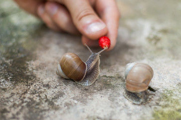Snail's breakfast