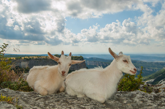 Two goats on the top of the mountain