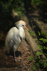 Cattle Egret Standing