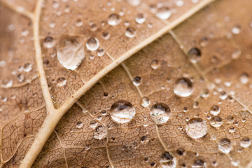Wassertropfen auf einem braunem Blatt
