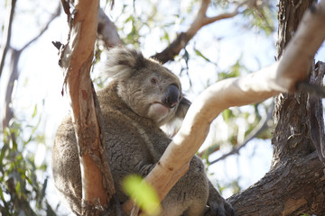 Alter Koala auf Raymond Island