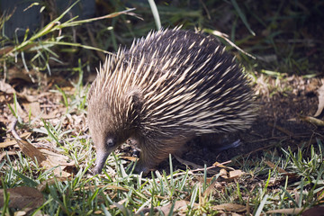 Echidna Ameisenigel
