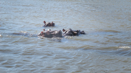 hipos floating in the river, Santa Lucia, South Africa