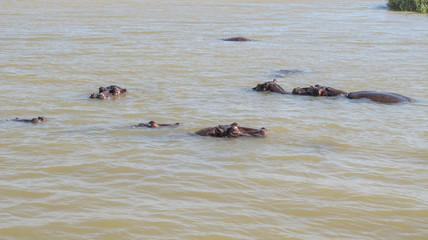 Fototapeta premium hipos floating in the river, Santa Lucia, South Africa