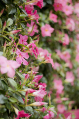 Dipladenie /Mandevilla