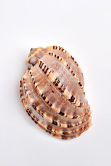 Saeshell on white background. Marine beautiful souvenir.