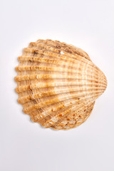 Close up of seashell. Sea scallop on white background.