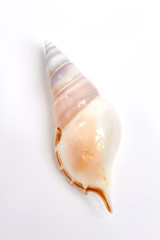Shaped marine shell, white background. Beautiful souvenir from south.