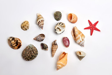 Collection of different sea shells. Small ocean objects on white background.