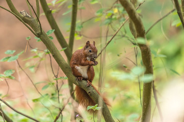 wildtier auf baum