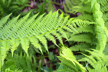 wild fern background