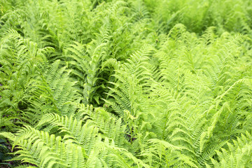 Fototapeta na wymiar wild fern background