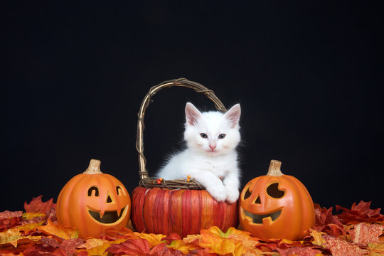 White kitten sitting in a pumpkin wicker basket with paws over edge looking at viewer, fall leaves and jack o lantern style pumpkins with black background. Autumn Halloween theme