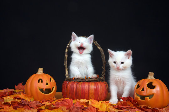 White kittens, one in basket looks like laughing hysterically, one sitting next to basket looking down towards leaves, jack o lantern style pumpkins on each side, black background. Autumn Halloween