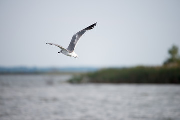 Fototapeta na wymiar Seagull flying over the Chesapeake Bay around sunset
