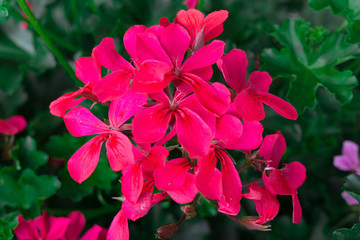Flowers of a colorful geranium planted in the garden.