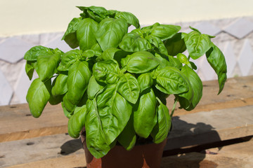 basilico