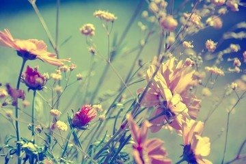 Grußkarte - Cosmea mit Schleierkraut