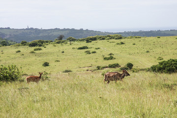 african mammal in the wildlife, africa