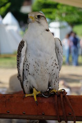 Falco ammaestrato per la falconeria medievale