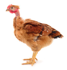 Brown hen isolated.