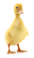 One yellow duckling.